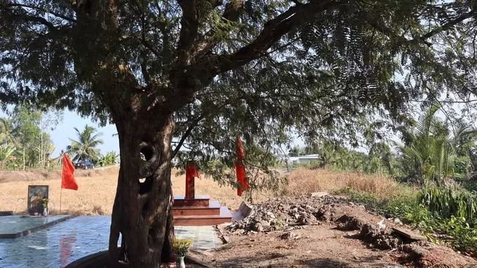 Long An: Cây Me 300 năm tuổi được công nhận là Cây Di sản Việt Nam ảnh 2