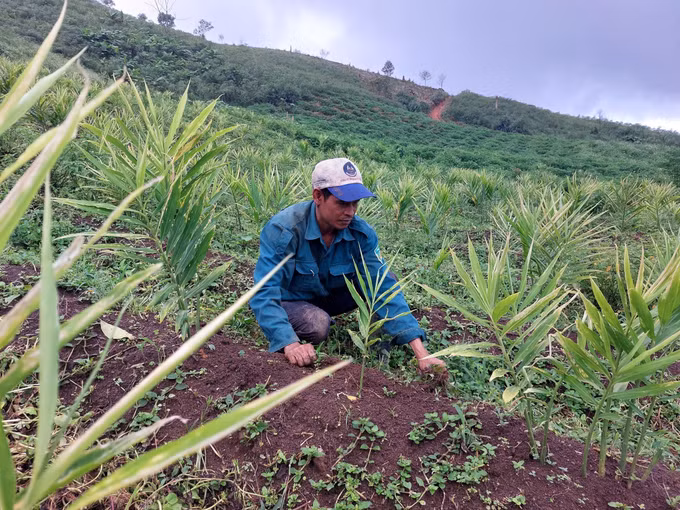 Kon Tum: Thay đổi cách thức lao động, sản xuất giúp đồng bào dân tộc thiểu số vươn lên thoát nghèo ảnh 1