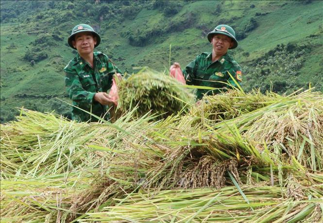 Nhiều chiến sĩ mới của Tiểu đoàn huấn luyện - cơ động, Bộ Chỉ huy Bộ đội Biên phòng tỉnh Lai Châu lần đầu tiên tham gia gặt lúa giúp dân. Ảnh: Nguyễn Oanh-TTXVN Tình đoàn kết quân dân ở khu vực biên giới Lai Châu ảnh 2