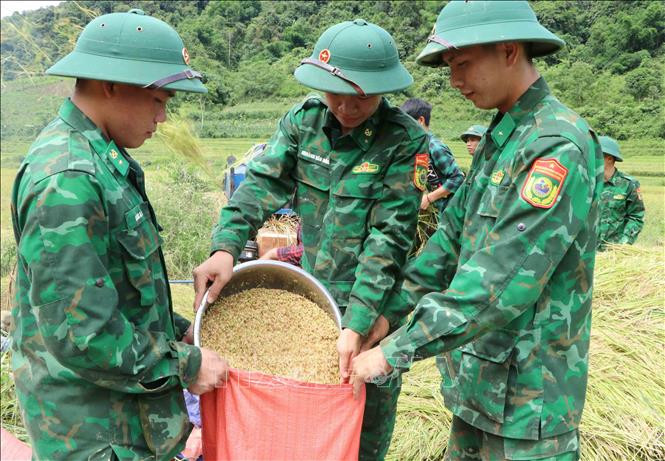Thành quả là những hạt thóc vàng sau khi thu hoạch. Ảnh: Nguyễn Oanh-TTXVN Tình đoàn kết quân dân ở khu vực biên giới Lai Châu ảnh 8