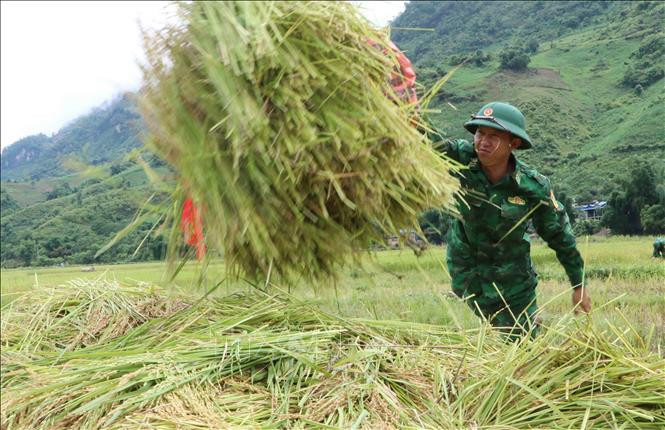 Bộ đội hăng say làm việc giúp dân gặt lúa cho kịp thời vụ. Ảnh: Nguyễn Oanh-TTXVN Tình đoàn kết quân dân ở khu vực biên giới Lai Châu ảnh 3