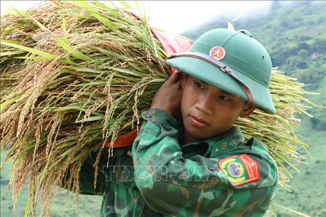Những bó lúa vàng óng được bộ đội thu hoạch giúp dân. Ảnh: Nguyễn Oanh-TTXVN Tình đoàn kết quân dân ở khu vực biên giới Lai Châu ảnh 6