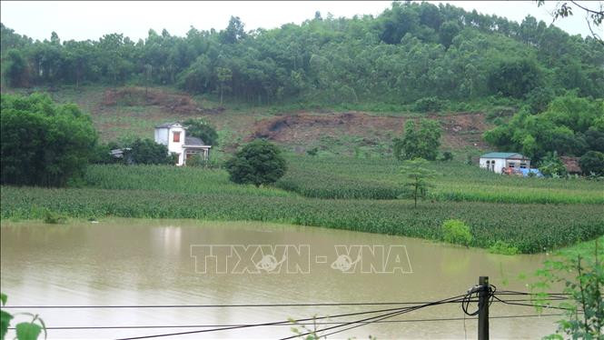 Hơn 540 ha diện tích cây trồng bị ảnh do mưa lớn trên diện rộng. Ảnh: Nam Sương - TTXVN Tuyên Quang: Hơn 540 ha cây trồng bị ảnh hưởng do mưa lớn trên diện rộng ảnh 1