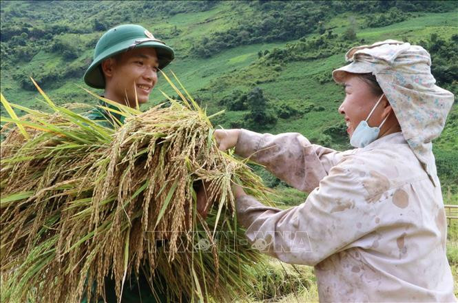Những bó lúa vàng óng được bộ đội thu hoạch giúp dân. Ảnh: Nguyễn Oanh-TTXVN Tình đoàn kết quân dân ở khu vực biên giới Lai Châu ảnh 5