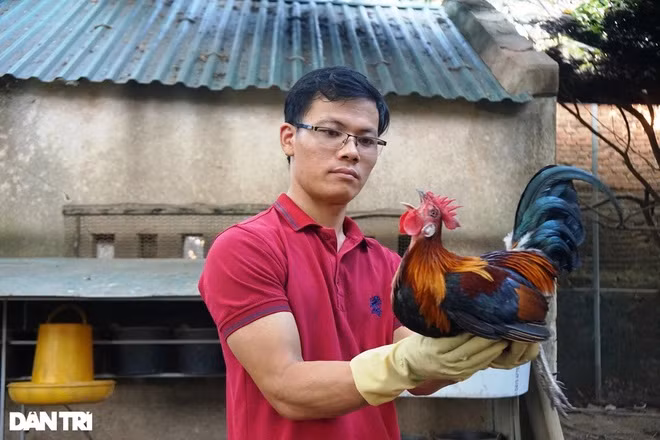 Thanh Hóa: Tăng thu nhập từ mô hình nuôi gà rừng an toàn ảnh 1