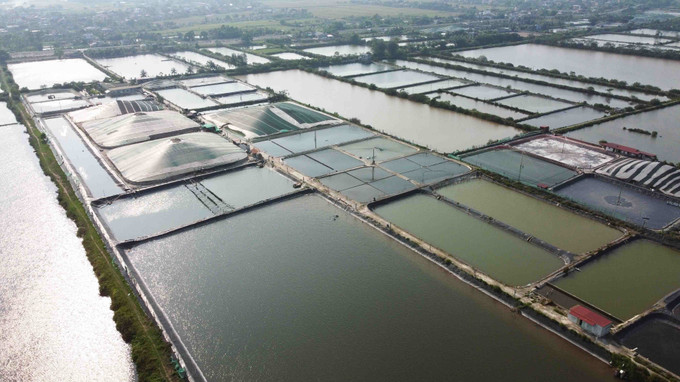 Diện tích nuôi thuỷ sản nước lợ hiện nay của tỉnh Thái Bình khoảng 3.500 ha, chủ yếu là nuôi tôm thẻ chân trắng, tôm sú, sản lượng đạt khoảng 30 tấn/vụ (1 năm 4 vụ). Ảnh: Vũ Sinh - TTXVN Phòng, chống rét trong nuôi trồng thủy sản ảnh 1