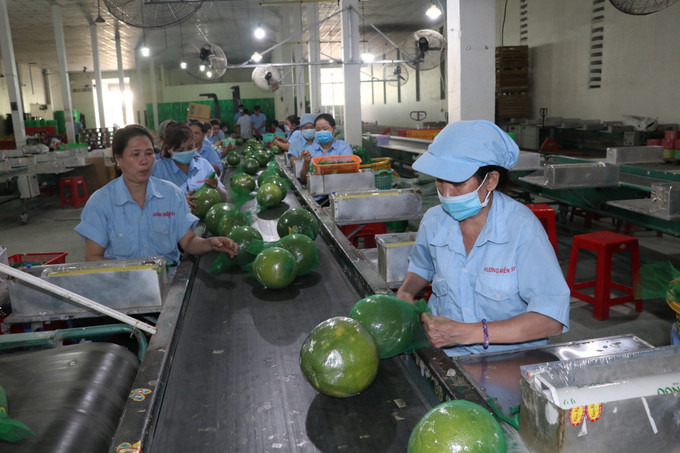 Đóng gói Bưởi da xanh tại doanh nghiệp Hương Miền Tây. Ảnh: Huỳnh Phúc Hậu - TTXVN Bưởi da xanh vươn mình ra biển lớn (Bài cuối) ảnh 3