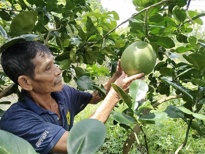 Nông dân Bến Tre chăm sóc bưởi da xanh. Ảnh: Công Trí - TTXVN Bưởi da xanh vươn mình ra biển lớn (Bài cuối) ảnh 1