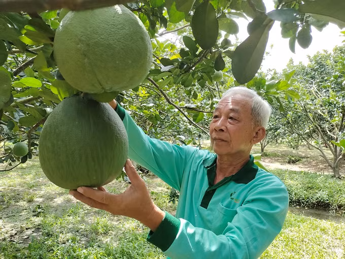 Bưởi da xanh vươn mình ra biển lớn (Bài 1) ảnh 2