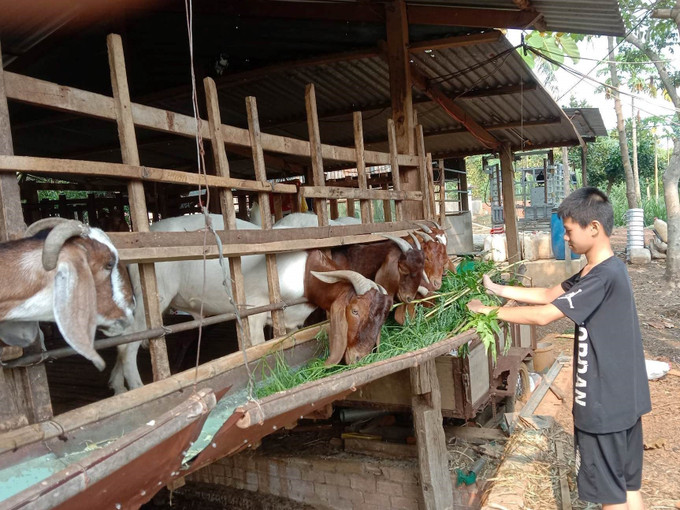 Người nuôi dê ở Bình Phước gặp khó khi giá dê thấp. Ảnh: K GỬIH-TTXVN Người nuôi dê ở Bình Phước thất thu vì giá thấp ảnh 1