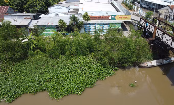 “Kè xanh”giữ đất, phòng sạt lở hiệu quả ảnh 1