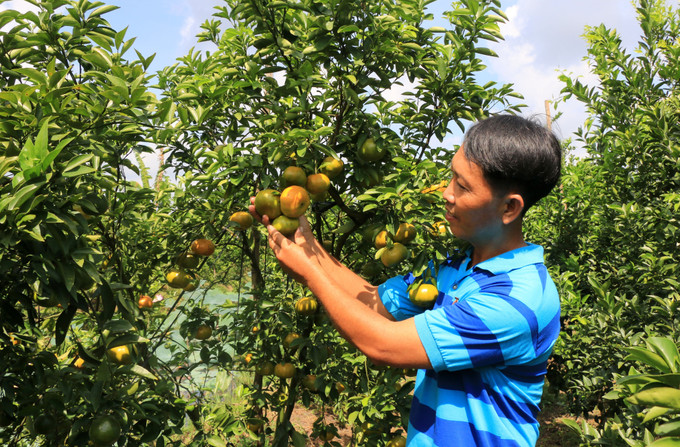 Anh Đào Nhựt Linh ở xã Long Hậu, huyện Lai Vung, tỉnh Đồng Tháp vừa mở cửa, đón khách tham quan vườn quýt của gia đình. Ảnh: Nhựt An – TTXVN Vùng quýt hồng Lai Vung rộn ràng đón khách ảnh 2