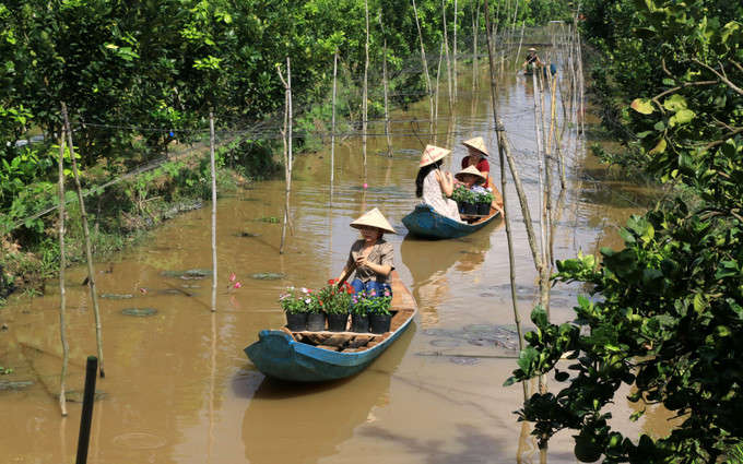 Du khách trải nghiệm bơi xuồng trong vườn quýt Linh Trang (xã Long Hậu, huyện Lai Vung). Ảnh: Nhựt An - TTXVN Vùng quýt hồng Lai Vung rộn ràng đón khách ảnh 4