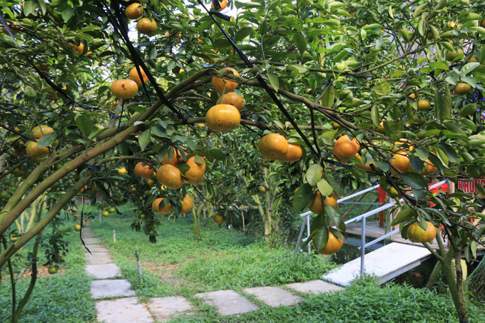 Vườn quýt hồng Hưng Phát ở xã Hòa Thành, huyện Lai Vung, tỉnh Đồng Tháp mở cửa đón khách tham quan từ ngày 10/12/2022. Ảnh: Nhựt An – TTXVN Vùng quýt hồng Lai Vung rộn ràng đón khách ảnh 3
