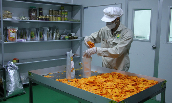 Đóng gói sản phẩm sấy củ quả bằng công nghệ sấy lạnh của Công ty Cổ phần Hasafood Nghệ An. Ảnh: Văn Tý – TTXVN Diện mạo nông thôn mới ở huyện miền núi Quỳ Hợp, Nghệ An ảnh 3
