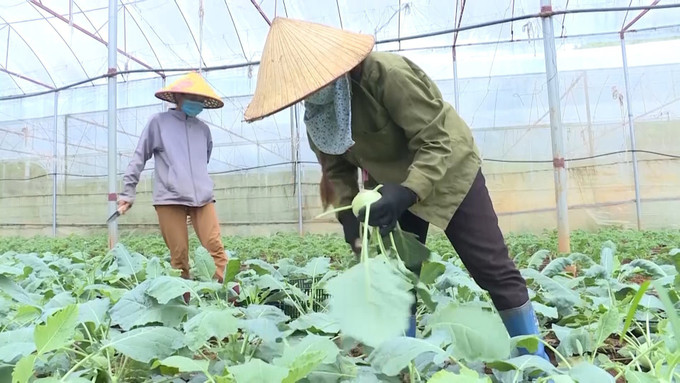 Nông dân huyện Mộc Châu, tỉnh Sơn La thu hoạch rau theo tiêu chuẩn VietGAP. Ảnh: TTXVN phát Sơn La tạo nguồn nông sản hàng hóa sạch ảnh 1