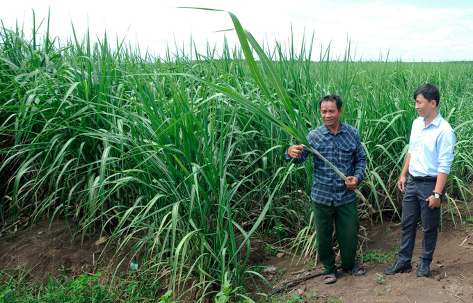 Ông Van Na Nắc, người Khmer ở ấp Tầm Phô, xã Tân Đông, huyện Tân Châu (Tây Ninh) giới thiệu với chính quyền địa phương mô hình trồng mía đem lại hiệu quả kinh tế cao cho gia đình. Ảnh: An Hiếu Cuộc sống mới của đồng bào Khmer nơi biên giới Tây Ninh ảnh 2