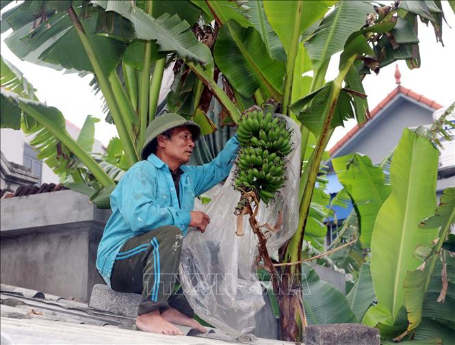 Vườn chuối hơn 2 sào của ông Trần Xuân Lưu, xã Hòa Hậu, huyện Lý Nhân (Hà Nam) cũng chỉ thu hoạch được 2 buồng vào dịp Tết Nguyên đán Tân Sửu. Ảnh: Nguyễn Chinh - TTXVN Khan hiếm chuối tiến Vua dịp Tết Nguyên Đán ảnh 1