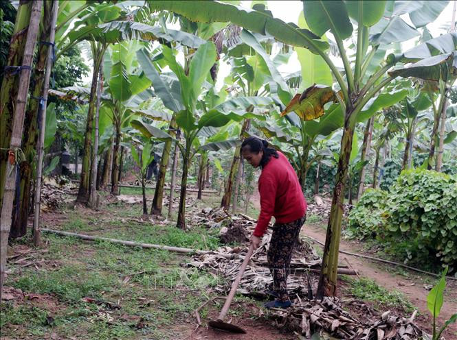 Bà Trần Thị Dự, xã Hòa Hậu, huyện Lý Nhân (Hà Nam) chăm sóc vườn chuối ngự Đại Hoàng. Ảnh: Nguyễn Chinh - TTXVN Khan hiếm chuối tiến Vua dịp Tết Nguyên Đán ảnh 2
