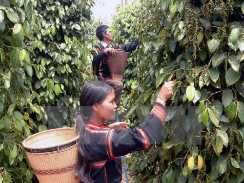 Thu hoạch hồ tiêu ở xã Ia Hrú, huyện Chư Sê, tỉnh Gia Lai . Ảnh: Sỹ Huynh - TTXVN Gia Lai trồng mới hồ tiêu- Tránh đi vào vết xe đổ ảnh 1