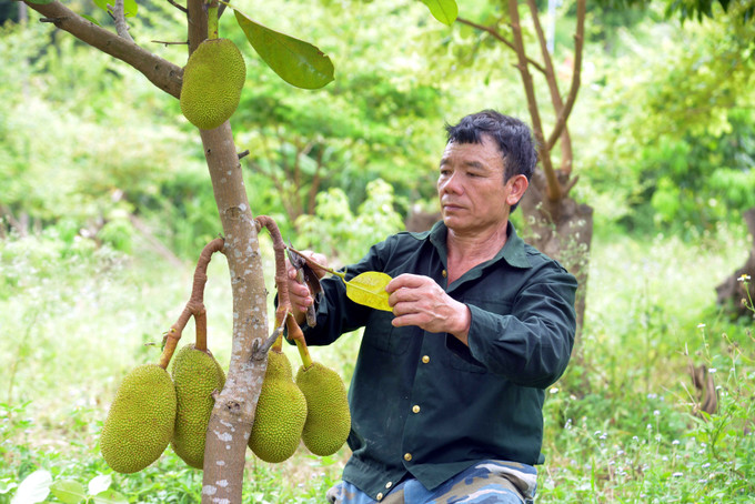 Ông Hải chăm sóc vườn mít của gia đình. Ảnh: Quang Quyết-TTXVN Cựu chiến binh Đèo Văn Hải chung sức xây dựng bản làng giàu đẹp ảnh 2