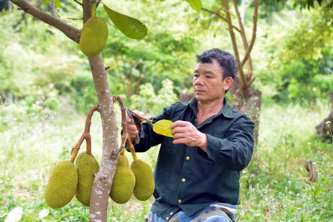 Cựu chiến binh Đèo Văn Hải chung sức xây dựng bản làng giàu đẹp ảnh 2