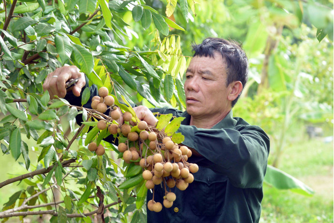 Ông Hải thu hoạch nhãn để cung cấp ra thị trường. Ảnh: Quang Quyết-TTXVN Cựu chiến binh Đèo Văn Hải chung sức xây dựng bản làng giàu đẹp ảnh 4