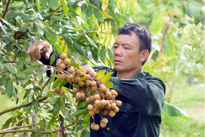 Cựu chiến binh Đèo Văn Hải chung sức xây dựng bản làng giàu đẹp ảnh 4