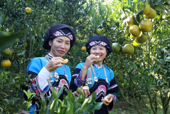 Trái ngọt trên vùng "đất thép" Mường Khương ảnh 3