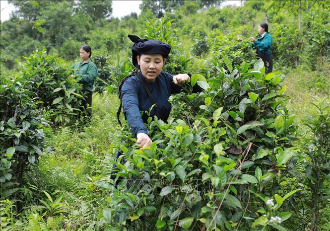 Hợp tác xã Hồng Hà, xã Bằng Phúc, huyện Chợ Đồn (Bắc Kạn) có hơn 15ha sản xuất chè Shan tuyết theo hướng hữu cơ, sản phẩm chè Shan tuyết của HTX được tiêu thụ tại các tỉnh phía Bắc và năm 2019 sản phẩm đạt chất lượng sản phẩm nông nghiệp “OCOP” 3 sao. Ảnh: Vũ Sinh – TTXVN Phát triển kinh tế vùng đồng bào dân tộc thiểu số và miền núi (Bài 2) ảnh 1