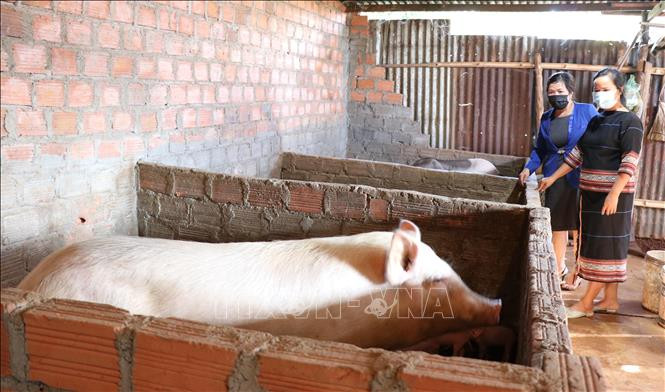 Mô hình "Giúp bạn" của các chi hội Liên hiệp phụ nữ phường Trà Bá, thành phố Pleiku (Gia Lai) đã hỗ trợ hơn 300 triệu đồng cho nhiều phụ nữ người dân tộc thiểu số có kinh phí tu sửa nhà cửa, mua cây con giống phát triển sản xuất. Ảnh: Hồng Điệp - TTXVN Phụ nữ Pleiku "giúp bạn" vượt khó ảnh 3