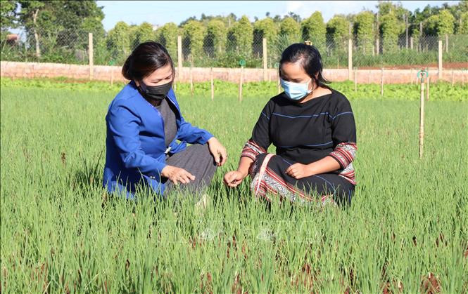Chi hội Liên hiêp phụ nữ phường Thắng Lợi, thành phố Pleiku (Gia Lai) hướng dẫn kiến thức sản xuất nông sản an toàn cho chị em phụ nữ. Ảnh: Hồng Điệp - TTXVN Phụ nữ Pleiku "giúp bạn" vượt khó ảnh 2