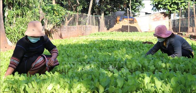 Mô hình "Nông sản sạch" của các chi hội Liên hiêp phụ nữ phường Thắng Lợi, thành phố Pleiku (Gia Lai) . Ảnh: Hồng Điệp - TTXVN Phụ nữ Pleiku "giúp bạn" vượt khó ảnh 1