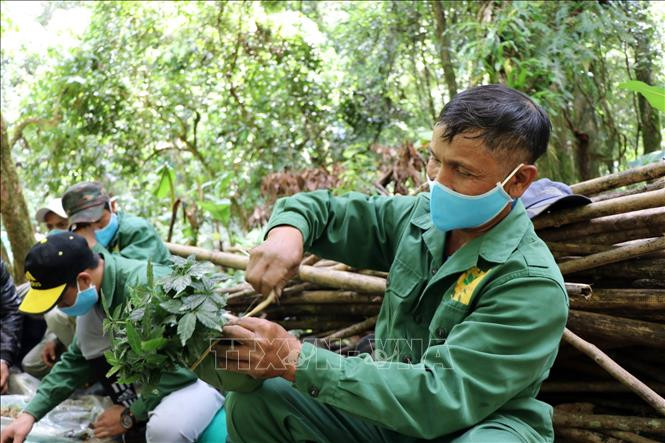 Công nhân Công ty cổ phần sâm Ngọc Linh Kon Tum bó sâm giống vào lá chuối để không làm hư rễ trước khi mang đi trồng. Ảnh: Cao Nguyên-TTXVN Ươm mầm sâm trên đỉnh Ngọc Linh ảnh 1