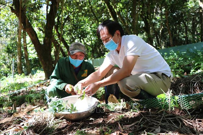 Lãnh đạo Công ty cổ phần sâm Ngọc Linh Kon Tum kiểm tra chất lượng cây giống trước khi mang đi trồng. Ảnh: Cao Nguyên-TTXVN Ươm mầm sâm trên đỉnh Ngọc Linh ảnh 2