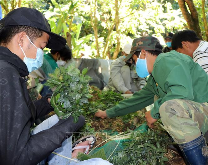 Công nhân Công ty cổ phần sâm Ngọc Linh Kon Tum bó sâm giống vào lá chuối để không làm hư rễ trước khi mang đi trồng. Ảnh: Cao Nguyên-TTXVN Ươm mầm sâm trên đỉnh Ngọc Linh ảnh 7