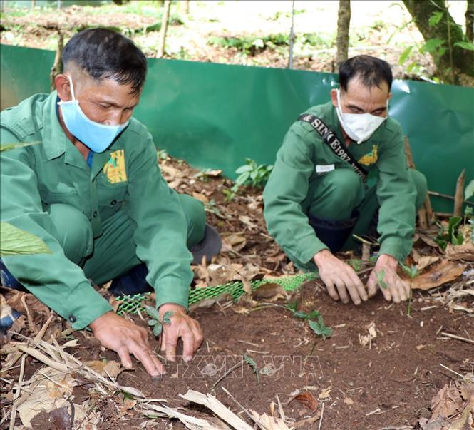 Công nhân Công ty cổ phần sâm Ngọc Linh Kon Tum trồng sâm trên đỉnh núi Ngọc Linh. Ảnh: Cao Nguyên-TTXVN Ươm mầm sâm trên đỉnh Ngọc Linh ảnh 6
