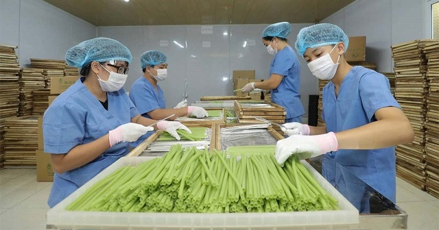 Mô hình chế biến rau, củ thành ống hút công nghệ cao tại HTX Sông Hồng. Ảnh: phutho.gov.vn Phát huy thế mạnh kinh tế tập thể (Bài 1) ảnh 1