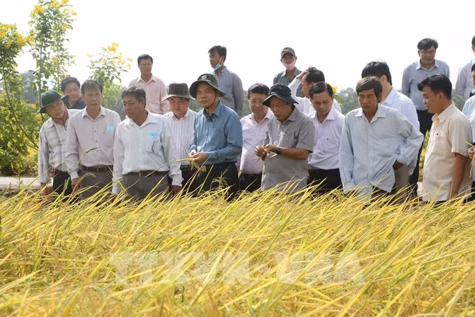 Nghiên cứu quy trình để giống gạo ST thành thương hiệu gạo thơm Việt Nam ảnh 1
