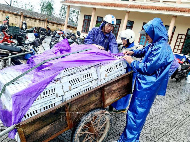 Ngay sau khi tiếp nhận, Trung tâm Dịch vụ nông nghiệp huyện Bố Trạch và huyện Lệ Thủy đã phối hợp với chính quyền các xã phân bổ trực tiếp đến tay người nông dân, các hộ và trang trại chăn nuôi trên địa bàn. Ảnh: Võ Dung - TTXVN Quảng Bình trao gần 55.000 con gà giống hỗ trợ sinh kế bà con vùng lũ ảnh 1