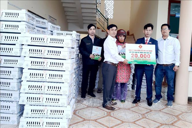 Chi cục Chăn nuôi và Thú y tỉnh Quảng Bình đã trao hỗ trợ 29.700 con gà giống cho Trung tâm Dịch vụ nông nghiệp huyện Lệ Thủy và 25.000 con cho Trung tâm Dịch vụ nông nghiệp huyện Bố Trạch. Ảnh: Võ Dung - TTXVN Quảng Bình trao gần 55.000 con gà giống hỗ trợ sinh kế bà con vùng lũ ảnh 2