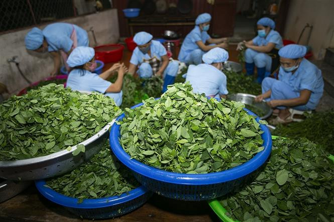 Nguồn cung cấp thực phẩm đầu vào được các trường chọn lựa kỹ càng, đơn vị cung cấp thực phẩm uy tín và có địa chỉ rõ ràng trên địa bàn thành phố Hòa Bình. Ảnh: Trọng Đạt - TTXVN Hòa Bình nâng cao chất lượng bữa ăn bán trú trong các nhà trường ảnh 1