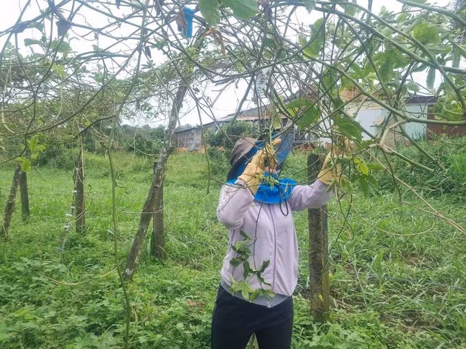 Giá chanh leo ở Gia Lai xuống thấp ảnh 1