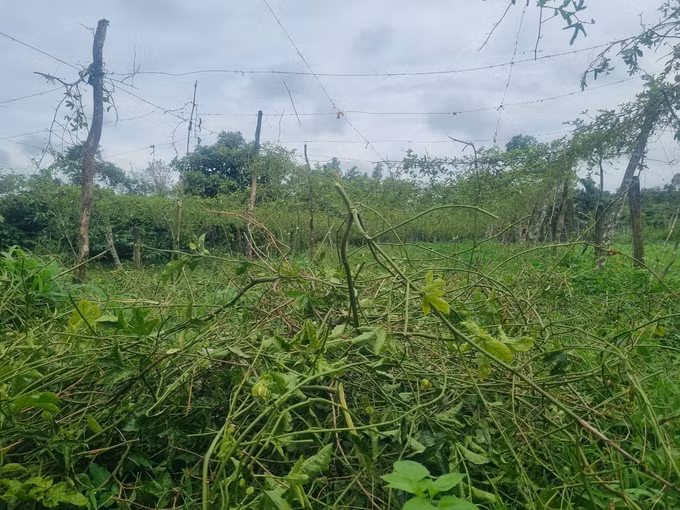 Giá chanh leo ở Gia Lai xuống thấp ảnh 3