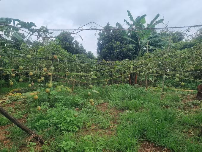 Giá chanh leo ở Gia Lai xuống thấp ảnh 2