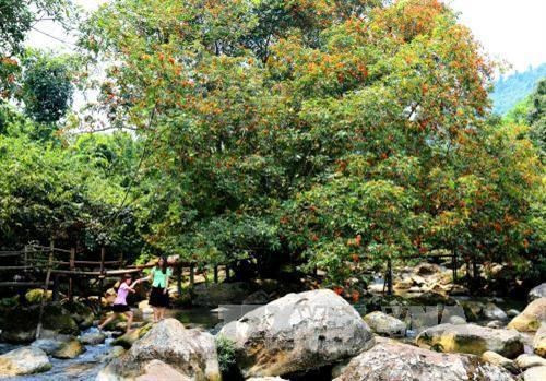 Du khách đến suối nước Moọc để chiêm ngưỡng vẻ hoang sơ của núi rừng, của hoa vàng anh. Ảnh: Mạnh Thành-TTXVN Khám phá Quảng Bình trong trạng thái "bình thường mới” ảnh 1