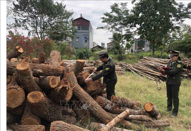 Lực lượng kiểm lâm tỉnh Cao Bằng kiểm đếm số lâm sản vi phạm Luật Lâm nghiệp bị phát hiện. Ảnh: Chu Hiệu - TTXVN Cao Bằng tăng cường công tác quản lý, bảo vệ rừng ảnh 2