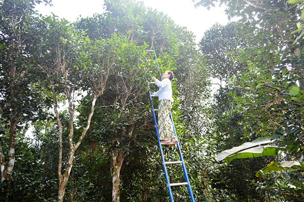 Bà Thoại thu hái lá chè từ những cây chè cổ thụ trong vườn của gia đình. Ảnh: quangtritv.vn Quảng Trị gìn giữ những vườn chè cổ thụ xứ Cùa ảnh 2