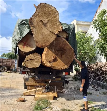 Gia Lai: Rừng giàu Kbang liên tục “chảy máu” ảnh 1