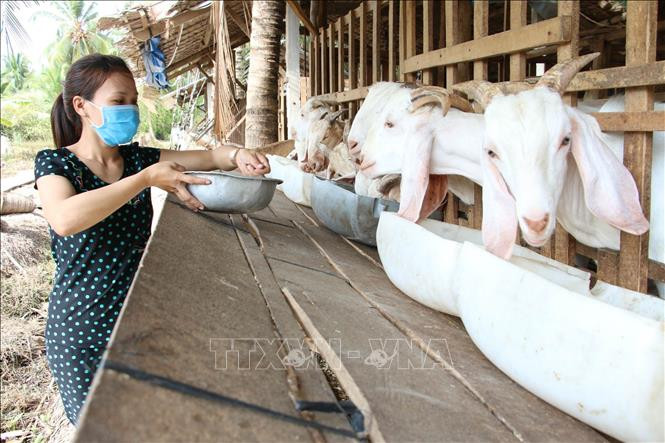 Nông dân Bến Tre chọn nuôi dê là mô hình thích ứng với biến đổi khí hậu. Ảnh: Công Trí-TTXVN Đại hội XIII của Đảng: Xây dựng chuỗi giá trị các sản phẩm nông nghiệp chủ lực ảnh 1